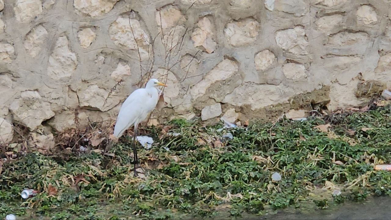 Tohma Çayı’nı mesken tutan balıkçıl kuşu ilgi görüyor
