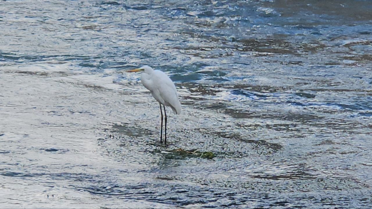 Tohma Çayı’nı mesken tutan balıkçıl kuşu ilgi görüyor
