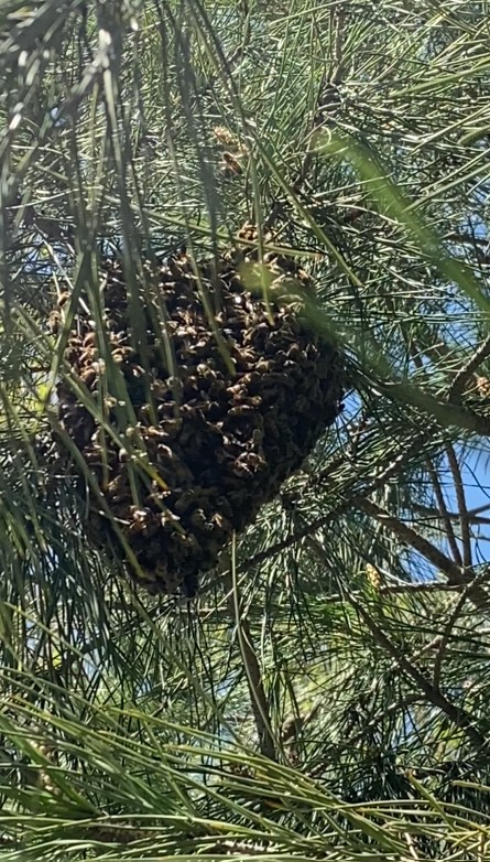 Tokat’ta ağaca oğul veren arıları ekipmansız topladı
