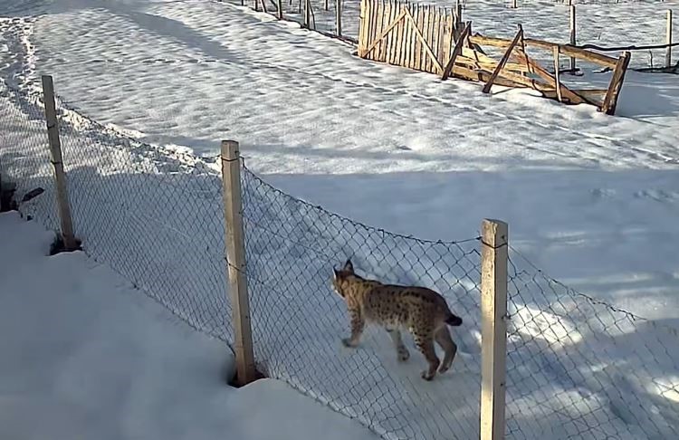 Tokat’ta belgeselleri aratmayan köy
