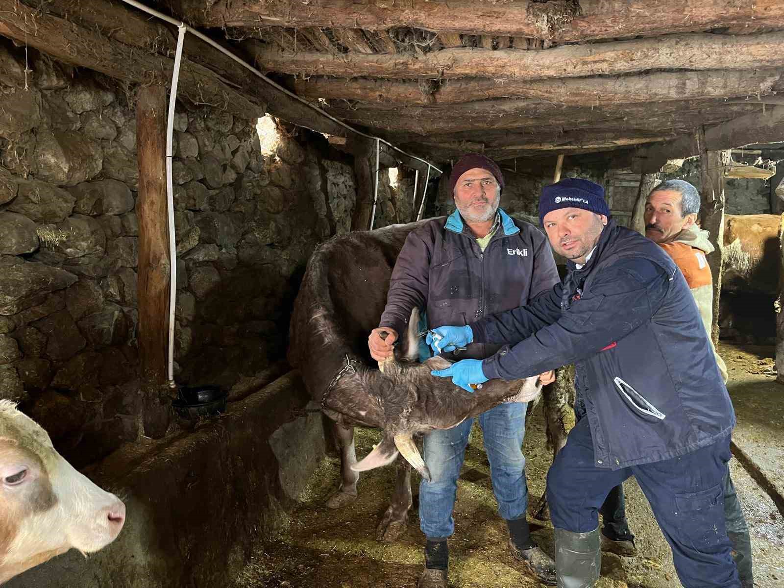Tokat’ta  şap hastalığına karşı yoğun mesai
