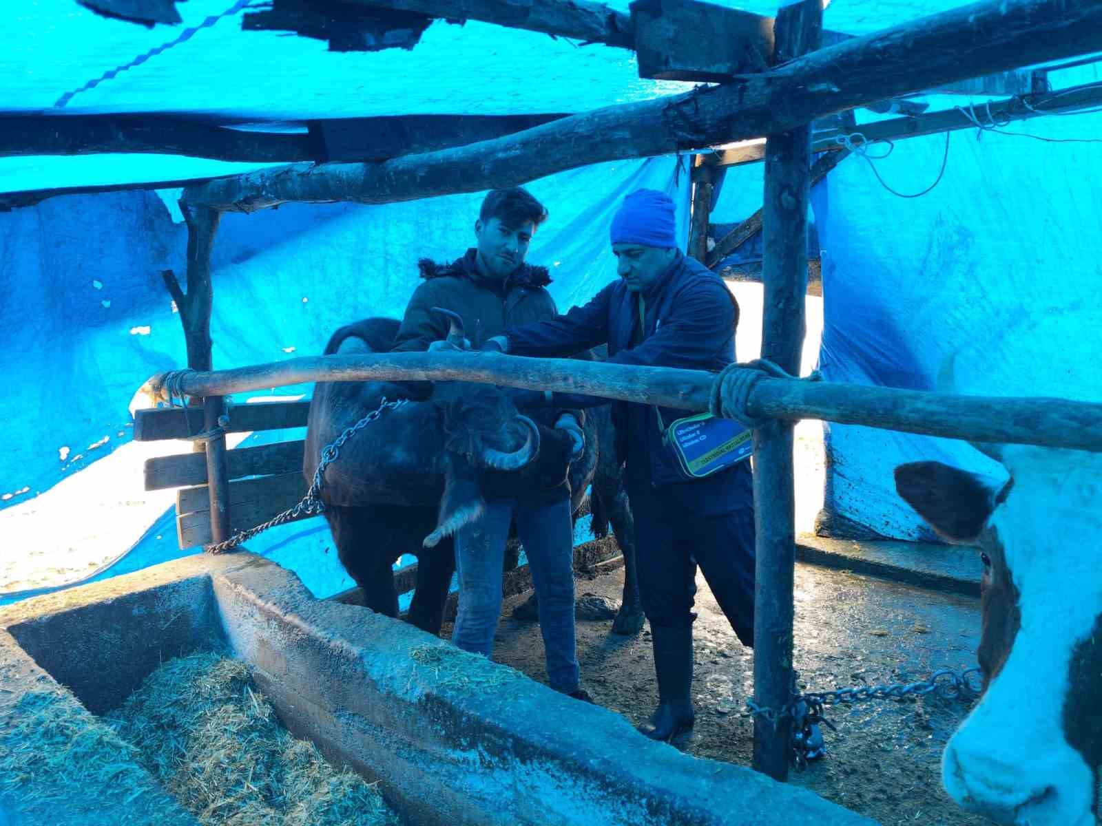 Tokat’ta  şap hastalığına karşı yoğun mesai
