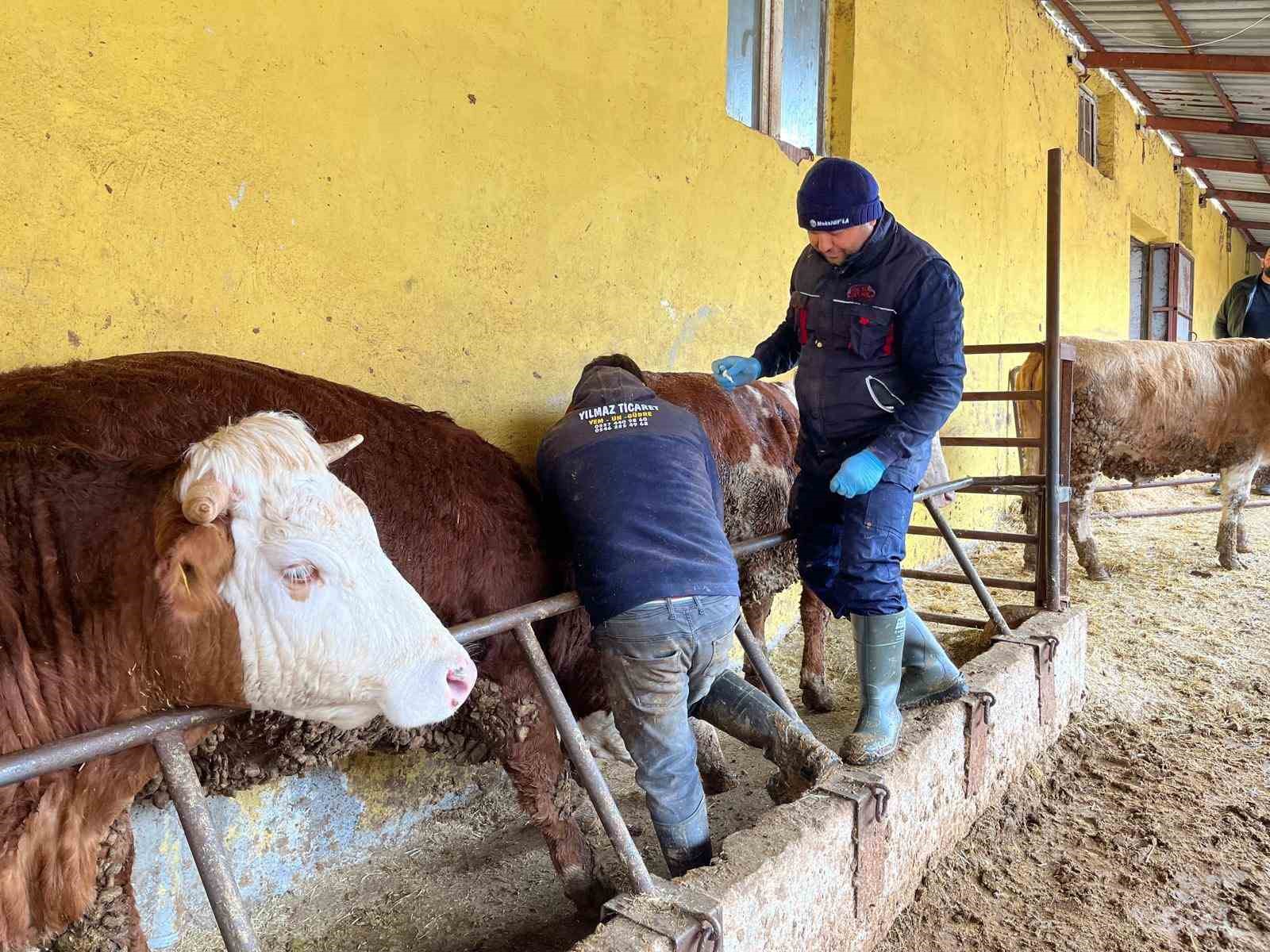 Tokat’ta  şap hastalığına karşı yoğun mesai
