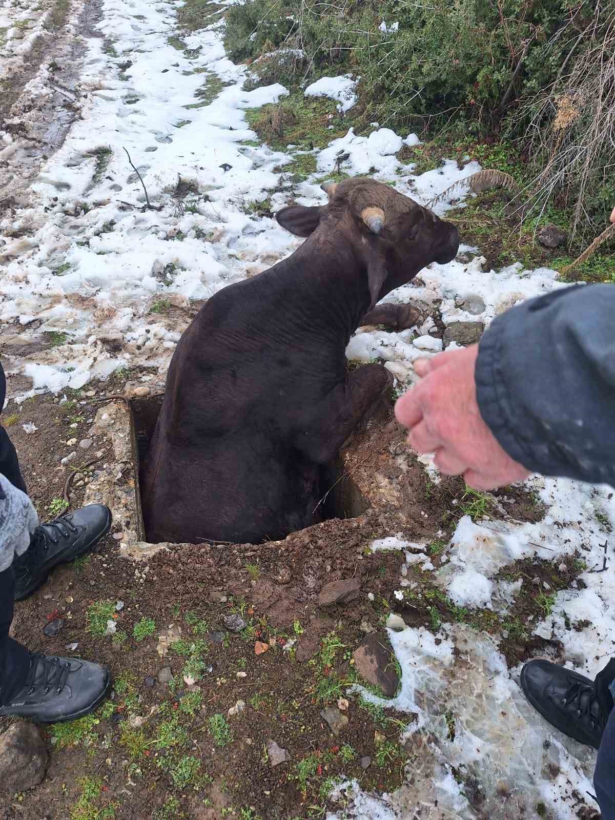 Tokat’ta su kuyusuna düşen inek kurtarıldı
