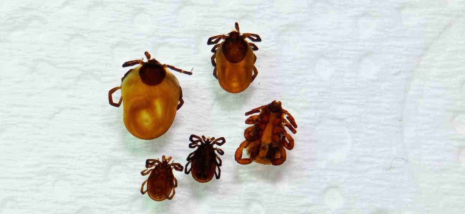 Tokat’ta uzmanından kene uyarısı: İklim düzensizliği ve küresel ısınma kene sezonunu uzatıyor
