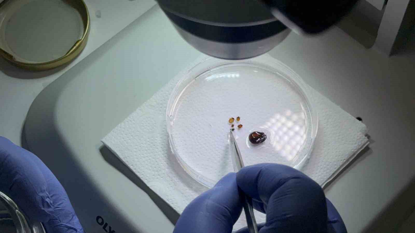 Tokat’ta uzmanından kene uyarısı: İklim düzensizliği ve küresel ısınma kene sezonunu uzatıyor
