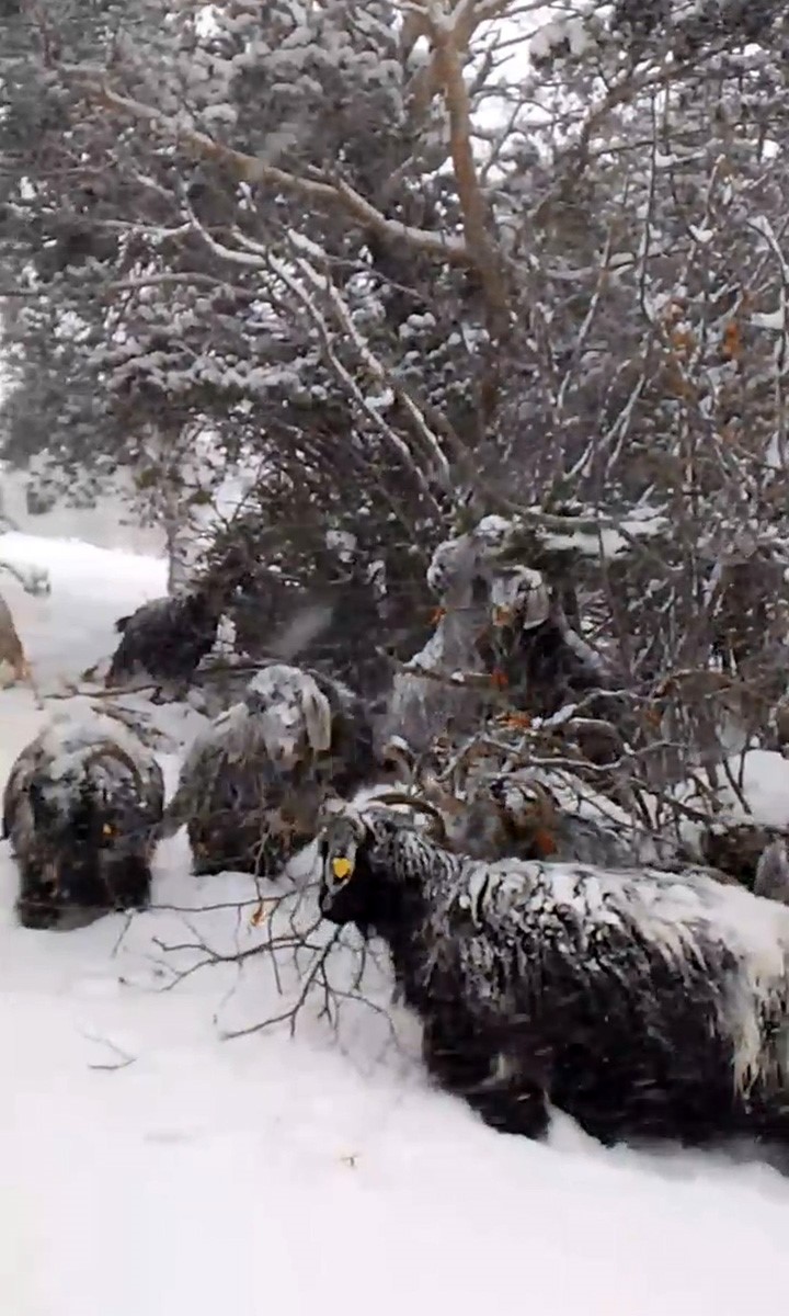 Tokat’ta yaylada kışın ayazında türküleriyle ısınan çoban, baharı da türküyle karşıladı
