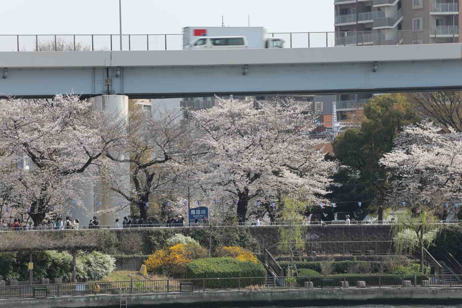Tokyo’da Sakuralar izleyenlere görsel şölen yaşattı
