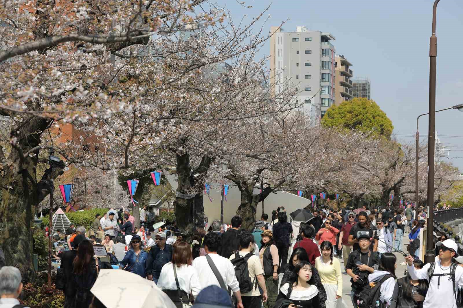 Tokyo’da Sakuralar izleyenlere görsel şölen yaşattı
