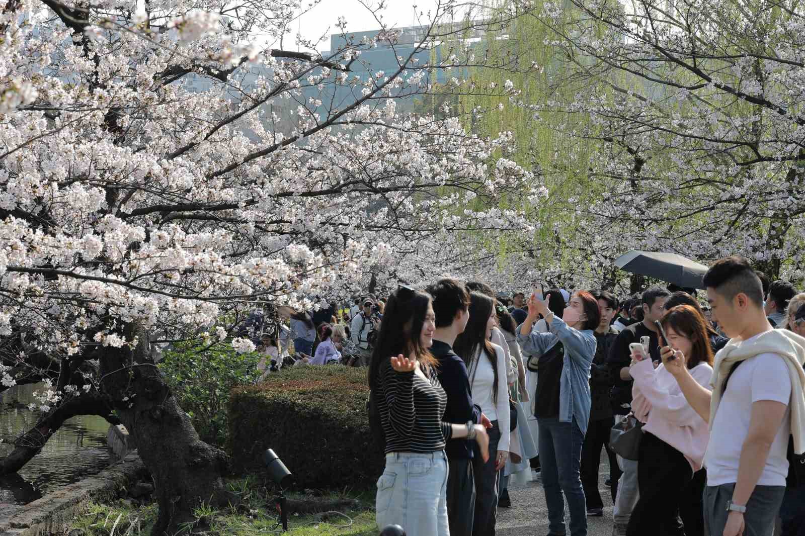 Tokyo’da Sakuralar izleyenlere görsel şölen yaşattı
