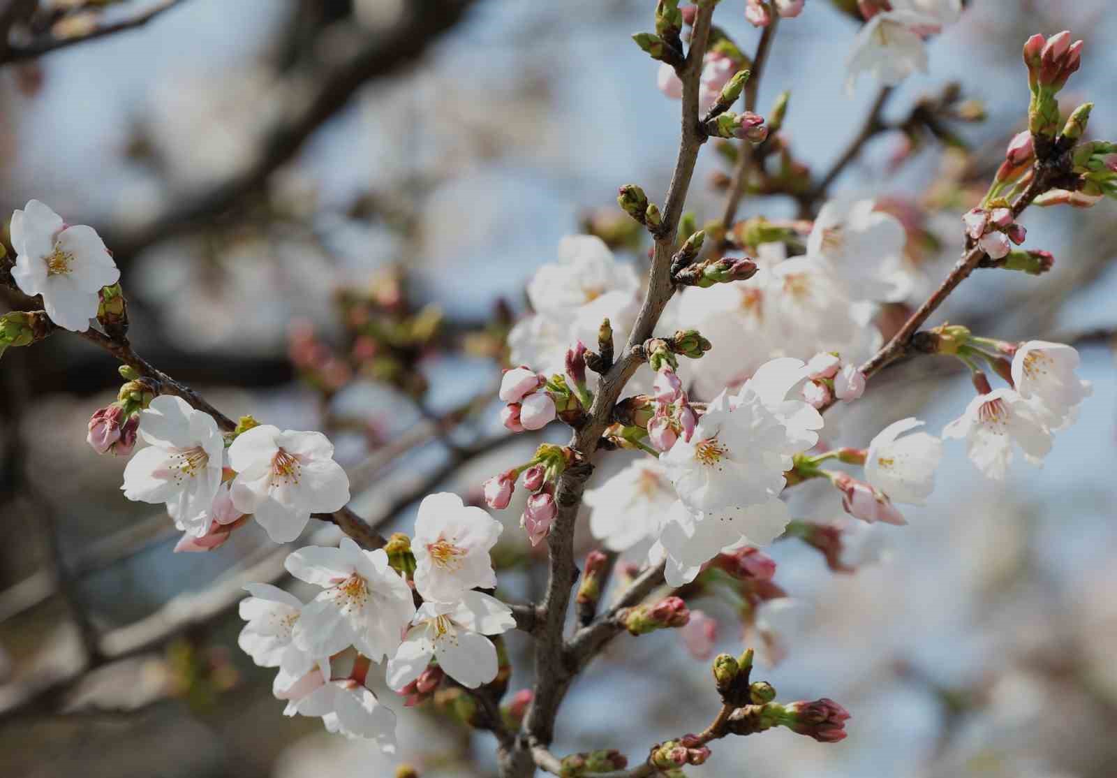 Tokyo’da Sakuralar izleyenlere görsel şölen yaşattı
