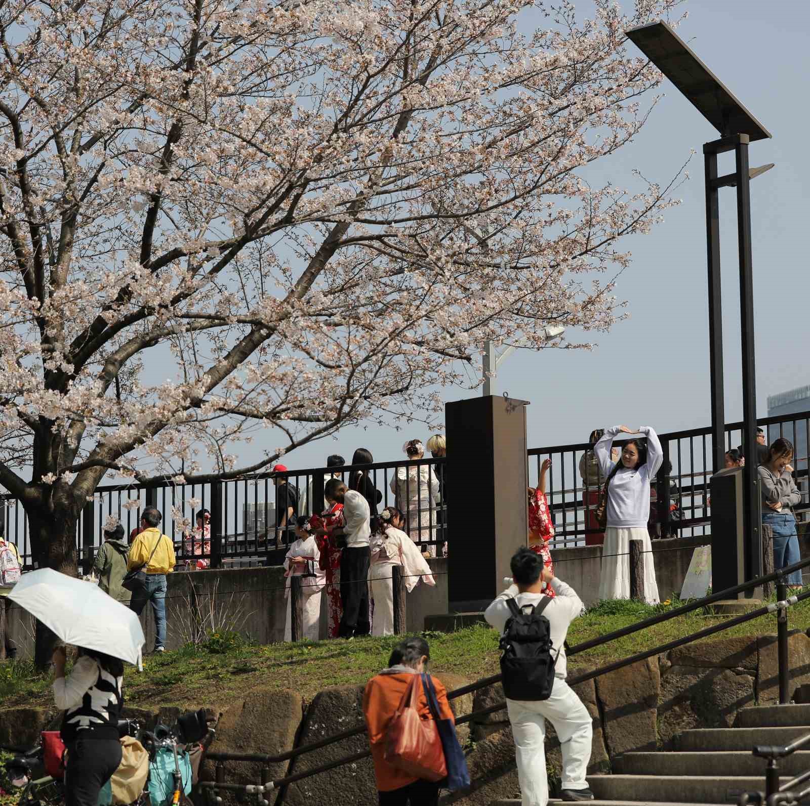 Tokyo’da Sakuralar izleyenlere görsel şölen yaşattı
