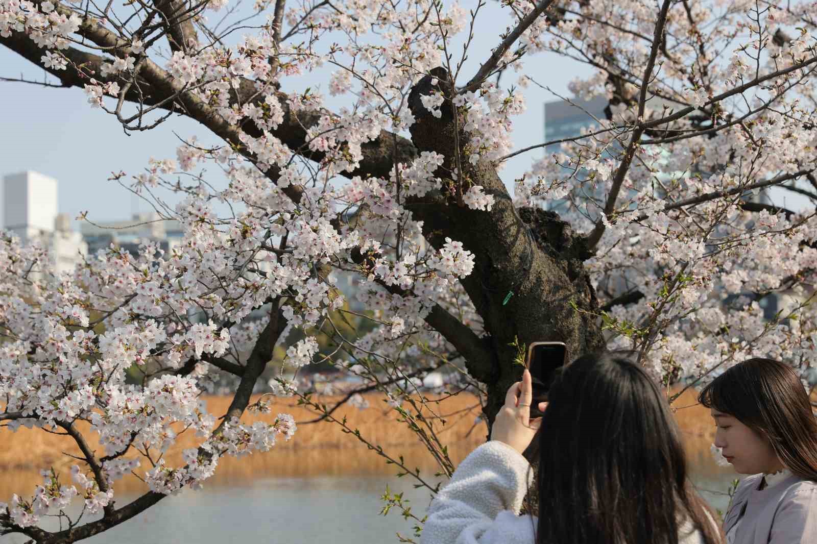Tokyo’da Sakuralar izleyenlere görsel şölen yaşattı
