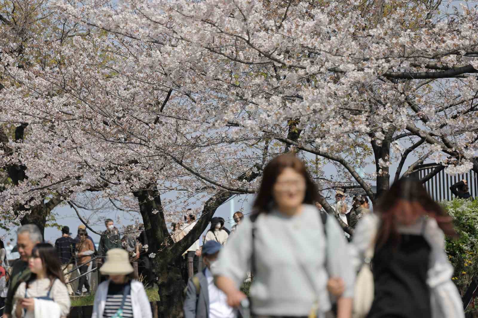 Tokyo’da Sakuralar izleyenlere görsel şölen yaşattı
