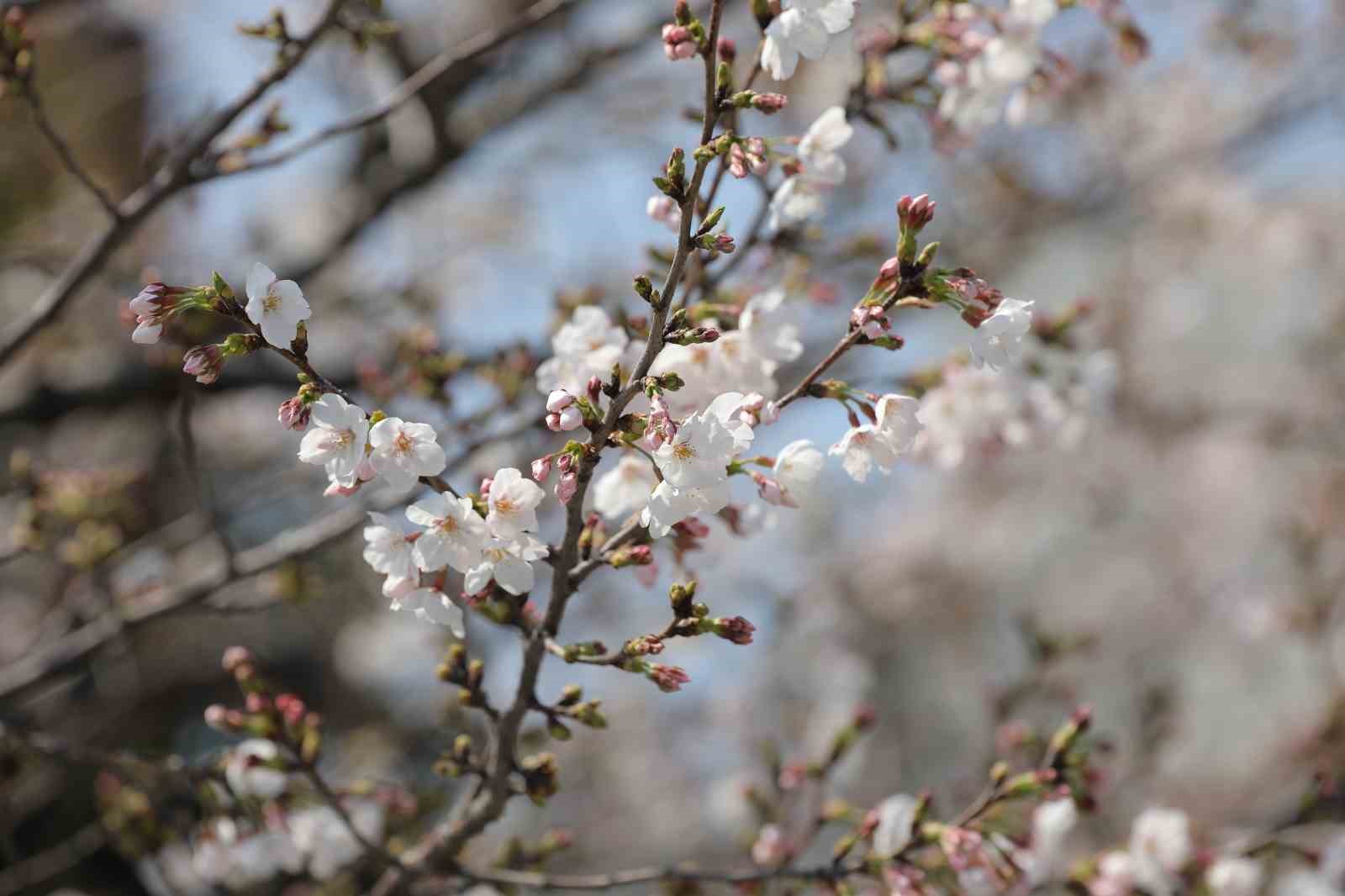 Tokyo’da Sakuralar izleyenlere görsel şölen yaşattı

