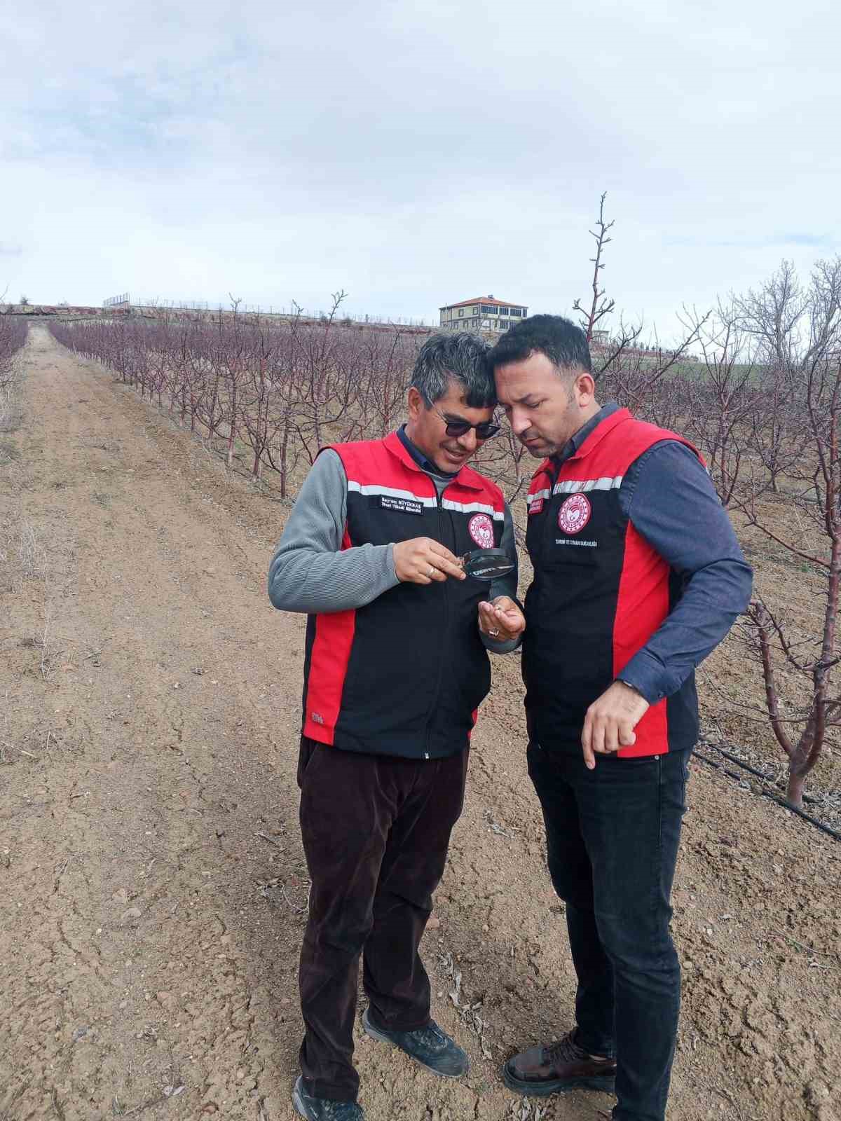 Tomarza’da zirai don uyarısı sonrası saha kontrolleri devam ediyor
