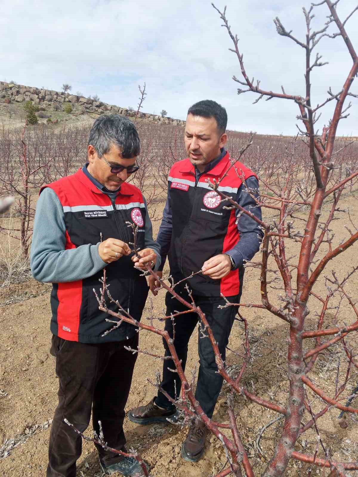 Tomarza’da zirai don uyarısı sonrası saha kontrolleri devam ediyor
