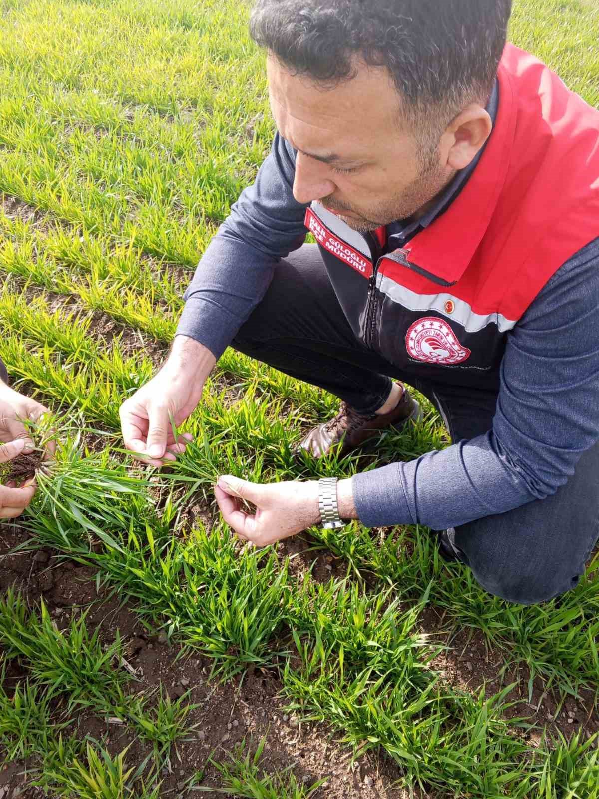 Tomarza’da zirai don uyarısı sonrası saha kontrolleri devam ediyor
