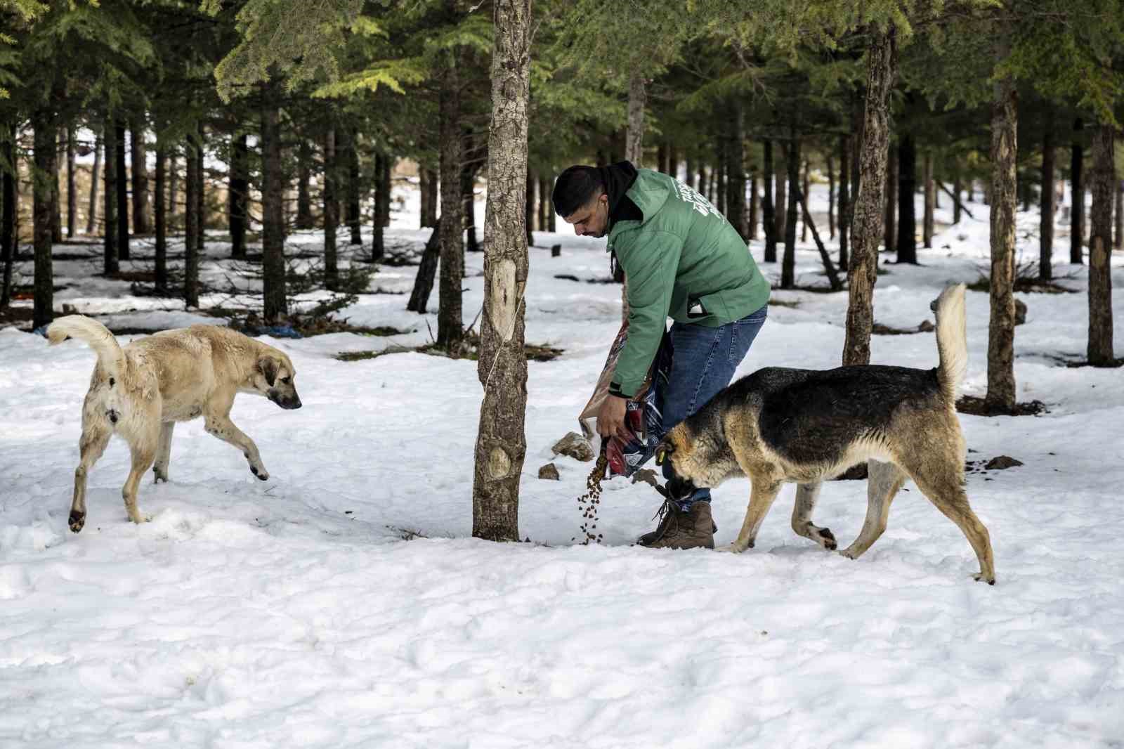 Toros Dağlarındaki yılkı atları ve yabani hayvanlar unutulmadı
