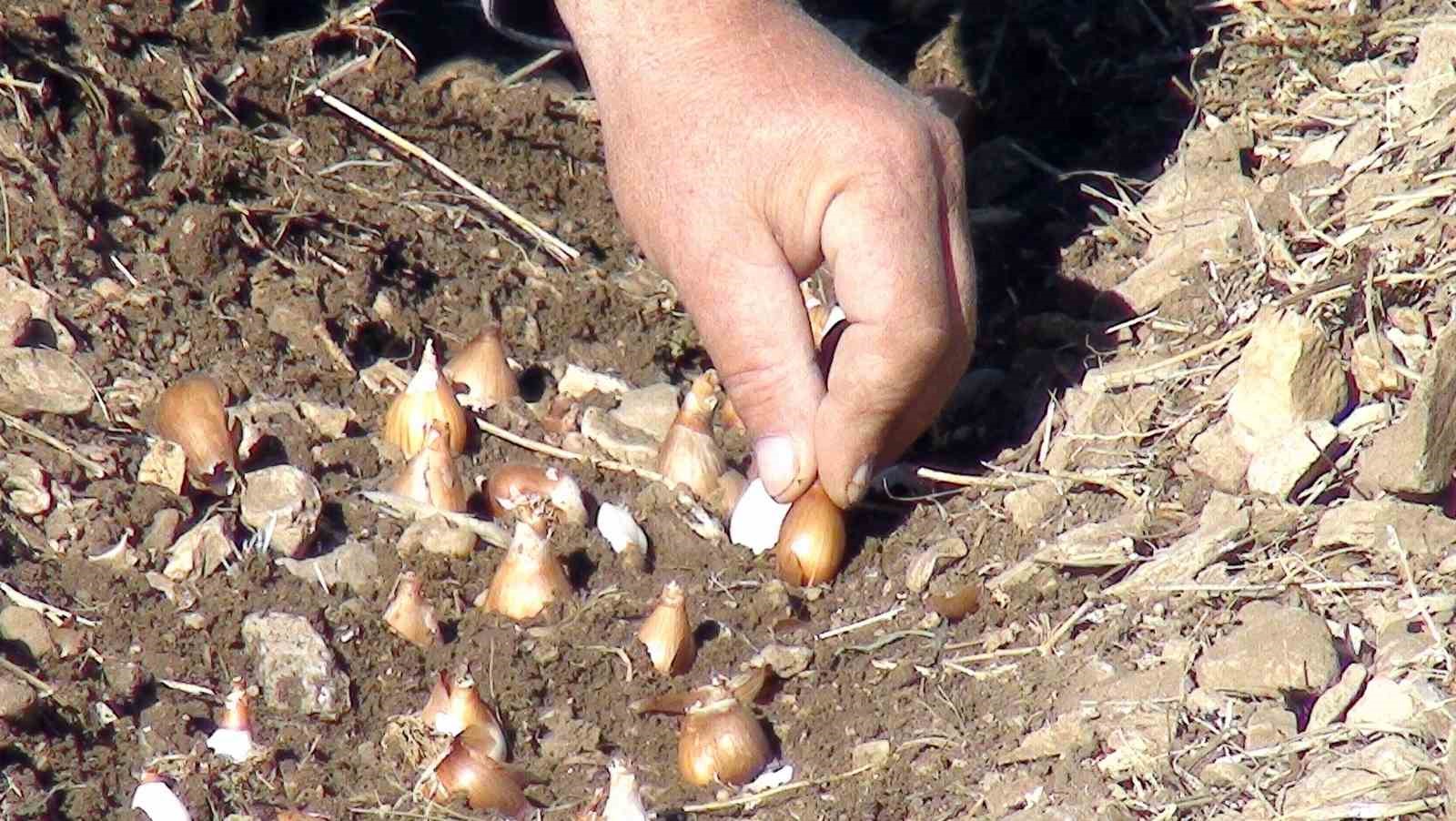 Toros kardeleni için kontrollü üretim ve ihracat modeli sürdürülüyor
