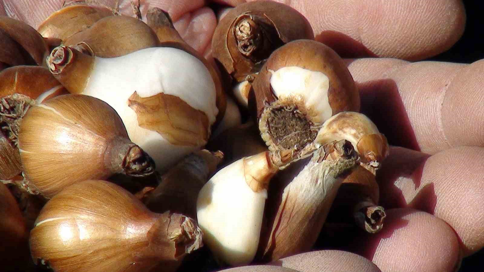 Toros kardeleni için kontrollü üretim ve ihracat modeli sürdürülüyor
