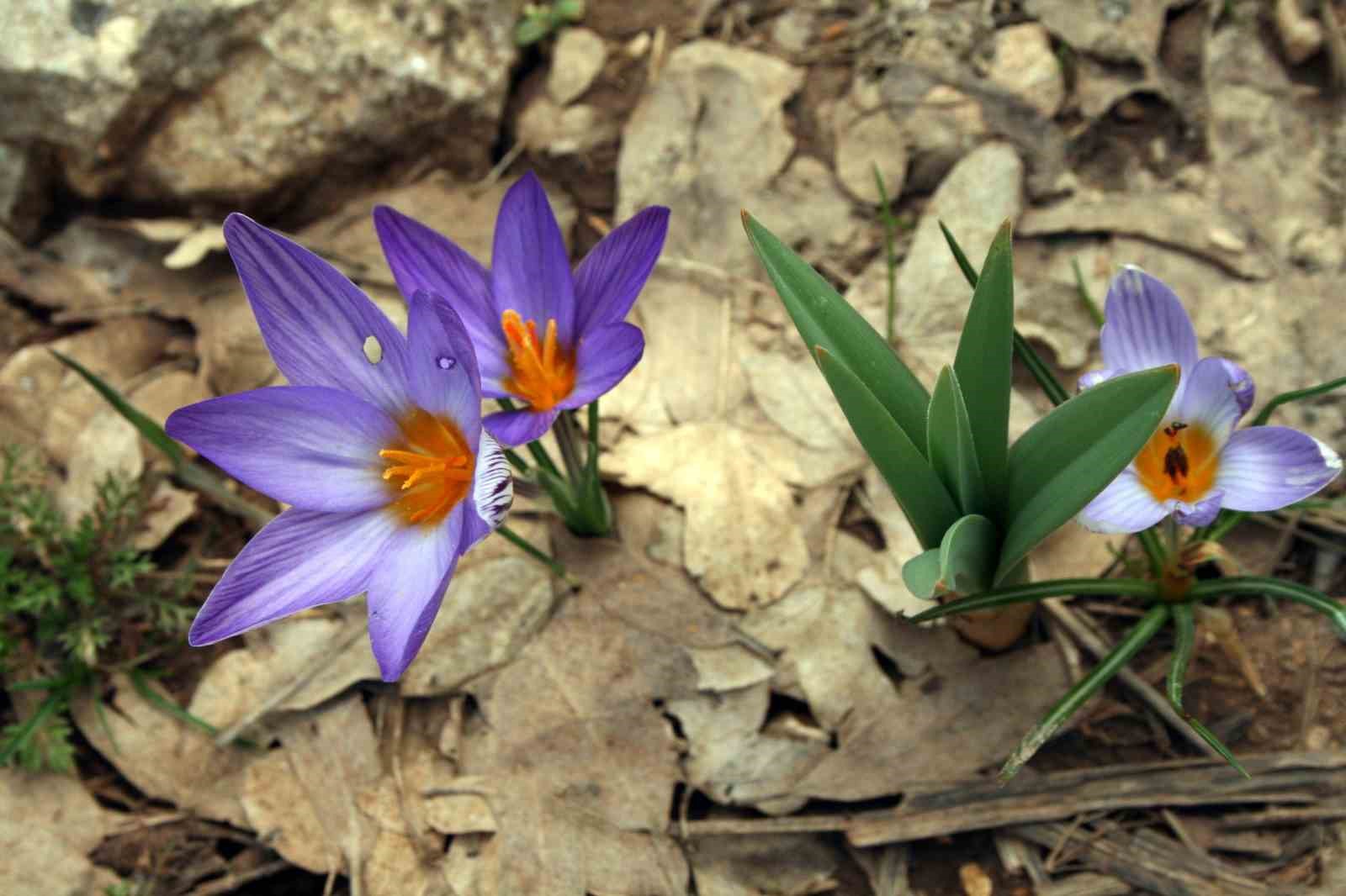 Toros kardeleni için kontrollü üretim ve ihracat modeli sürdürülüyor
