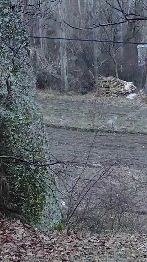 Tortum’da nesli tükenme tehlikesinde olan vaşak görüntülendi
