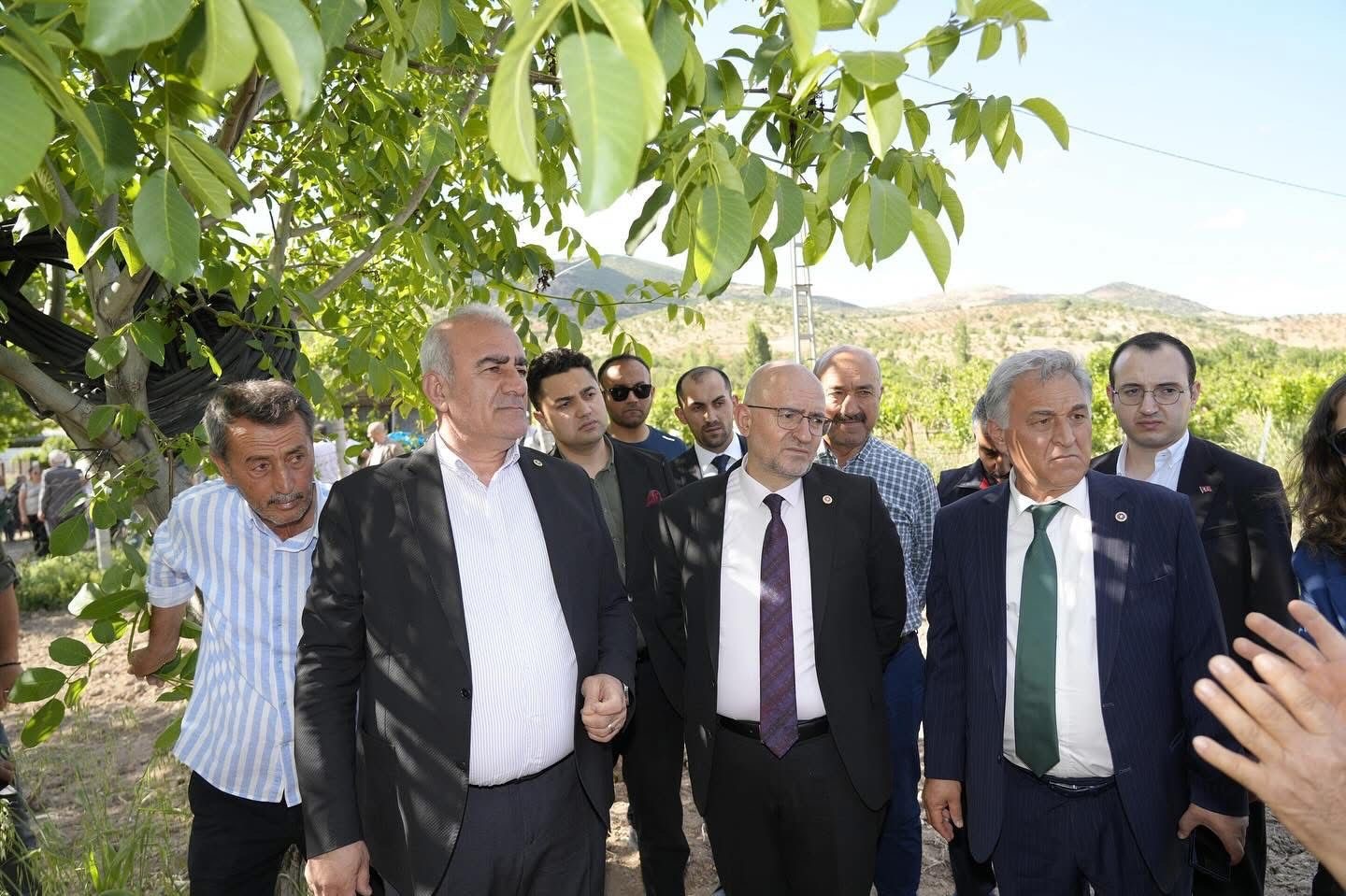 Trabzon hurması, dut ve incire destek ödemesi başladı
