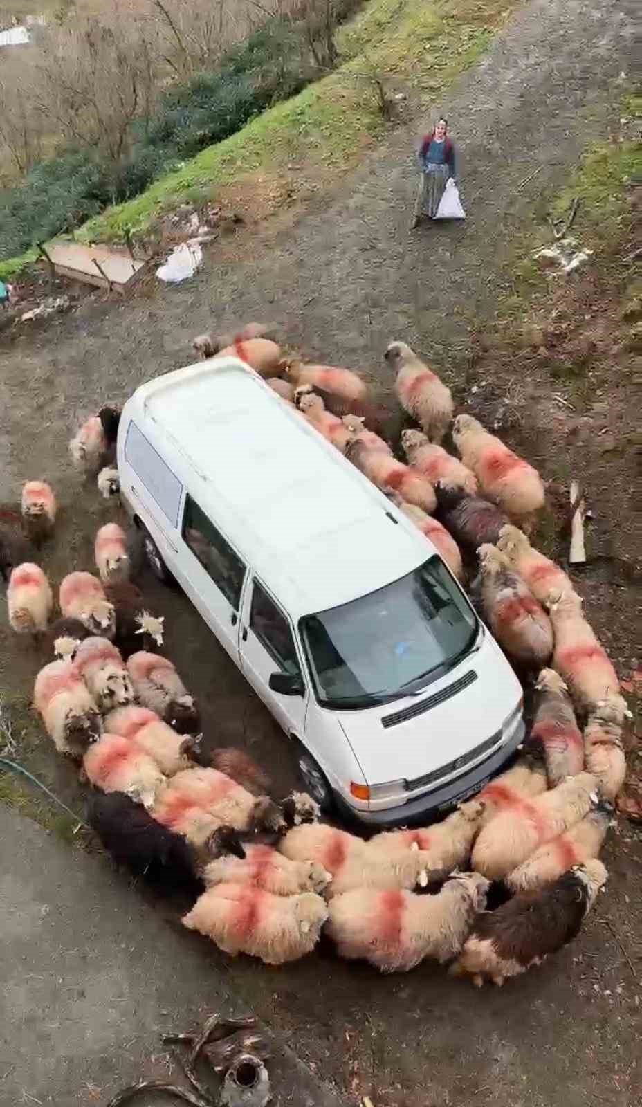 Trabzon’da ilginç görüntüler
