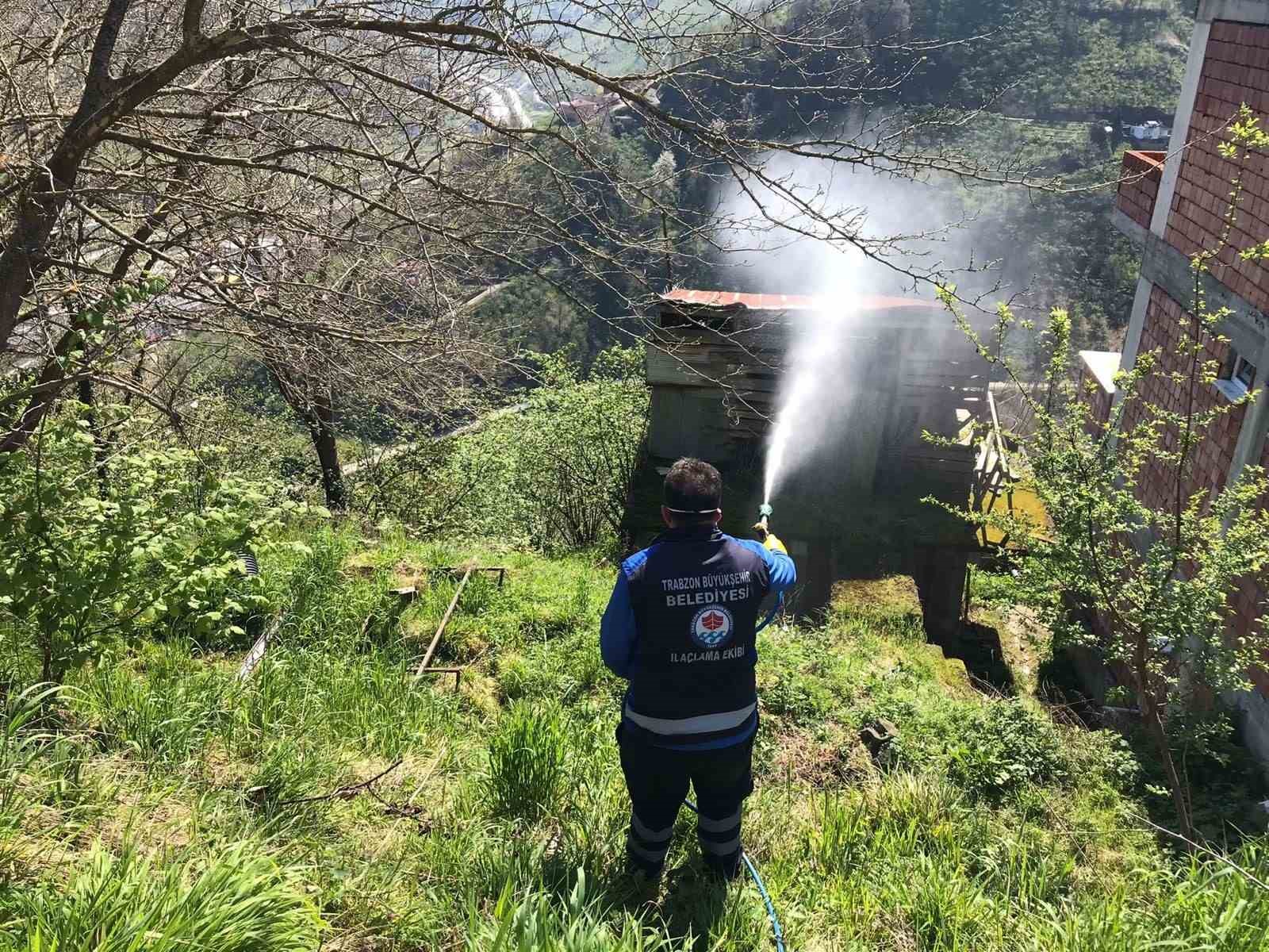 Trabzon’da kokarca ile mücadele sürüyor
Trabzon’da kokarca ile mücadele sürüyor