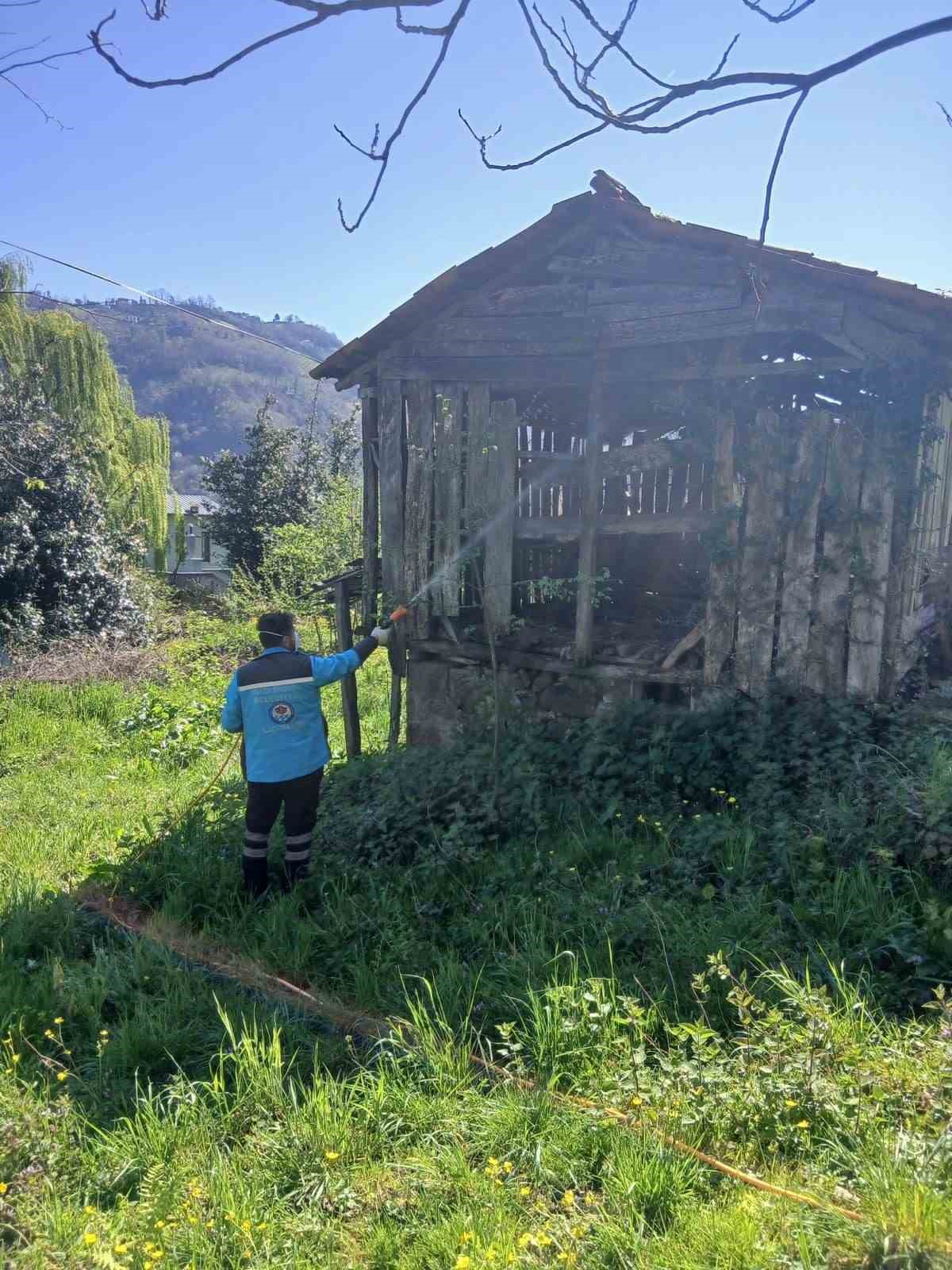 Trabzon’da kokarca ile mücadele sürüyor
Trabzon’da kokarca ile mücadele sürüyor