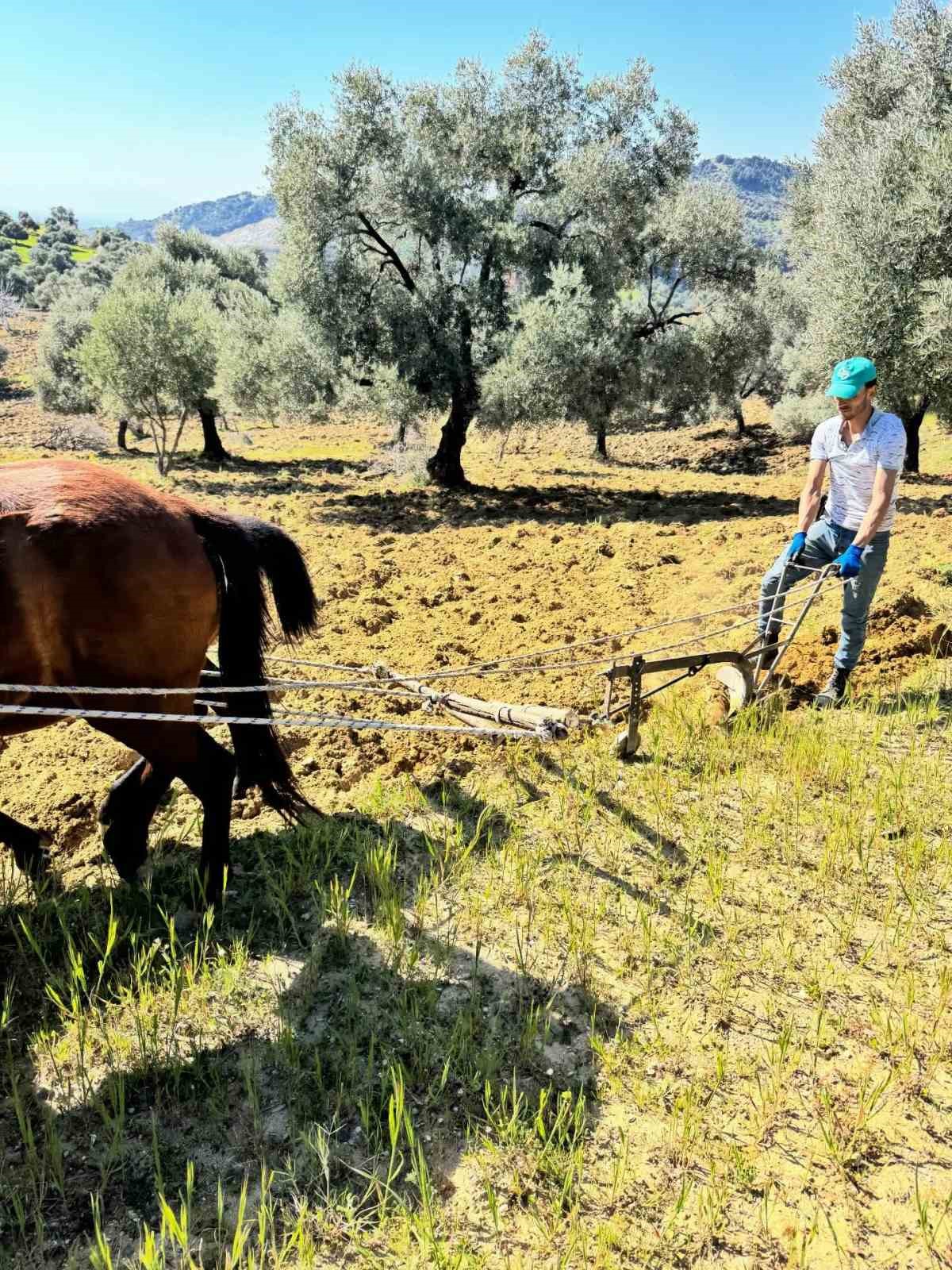 Traktörün giremediği zeytinlikte üretim atlarla sürüyor
