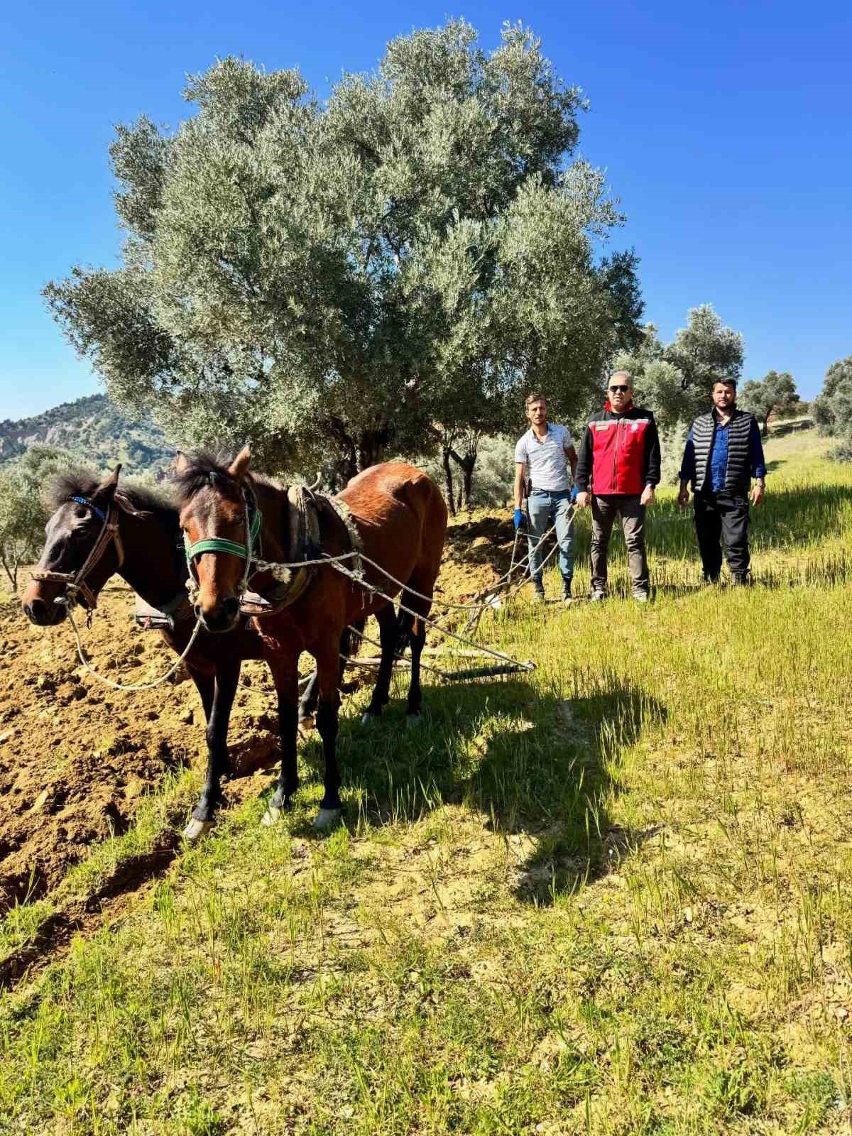 Traktörün giremediği zeytinlikte üretim atlarla sürüyor

