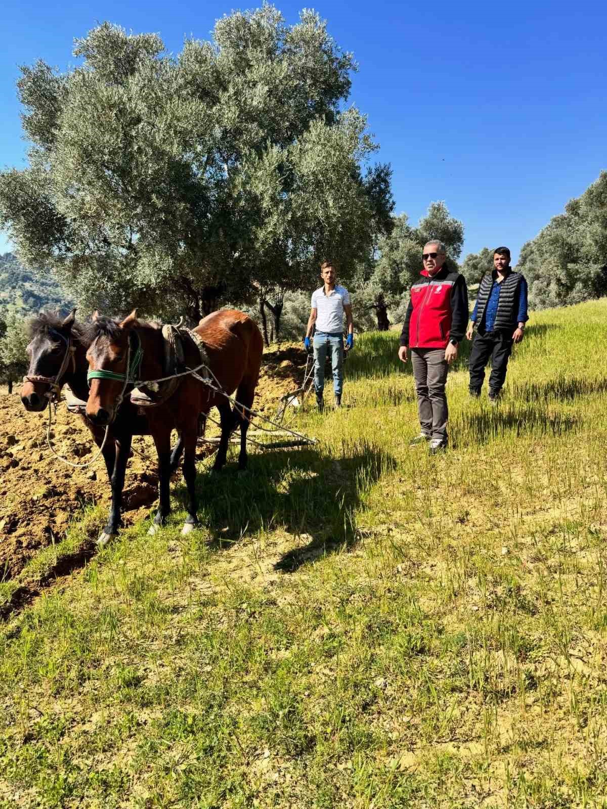 Traktörün giremediği zeytinlikte üretim atlarla sürüyor
