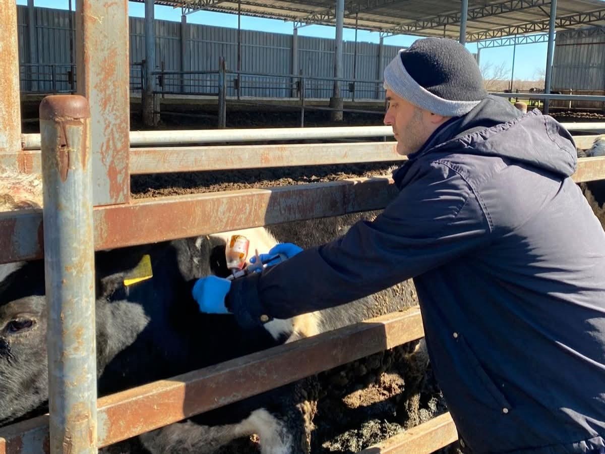 Trakya’da şap alarmına karşı sahadalar: Büyükbaş hayvanlara aşılama sürüyor
