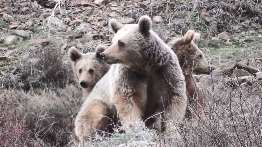 Tunceli’de anne ayı ve yavruları görüntülendi
