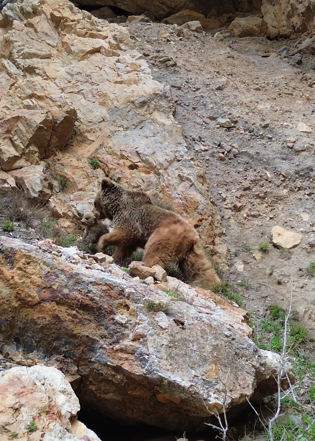 Tunceli’de ayı ve yavrusu dron ile görüntülendi
