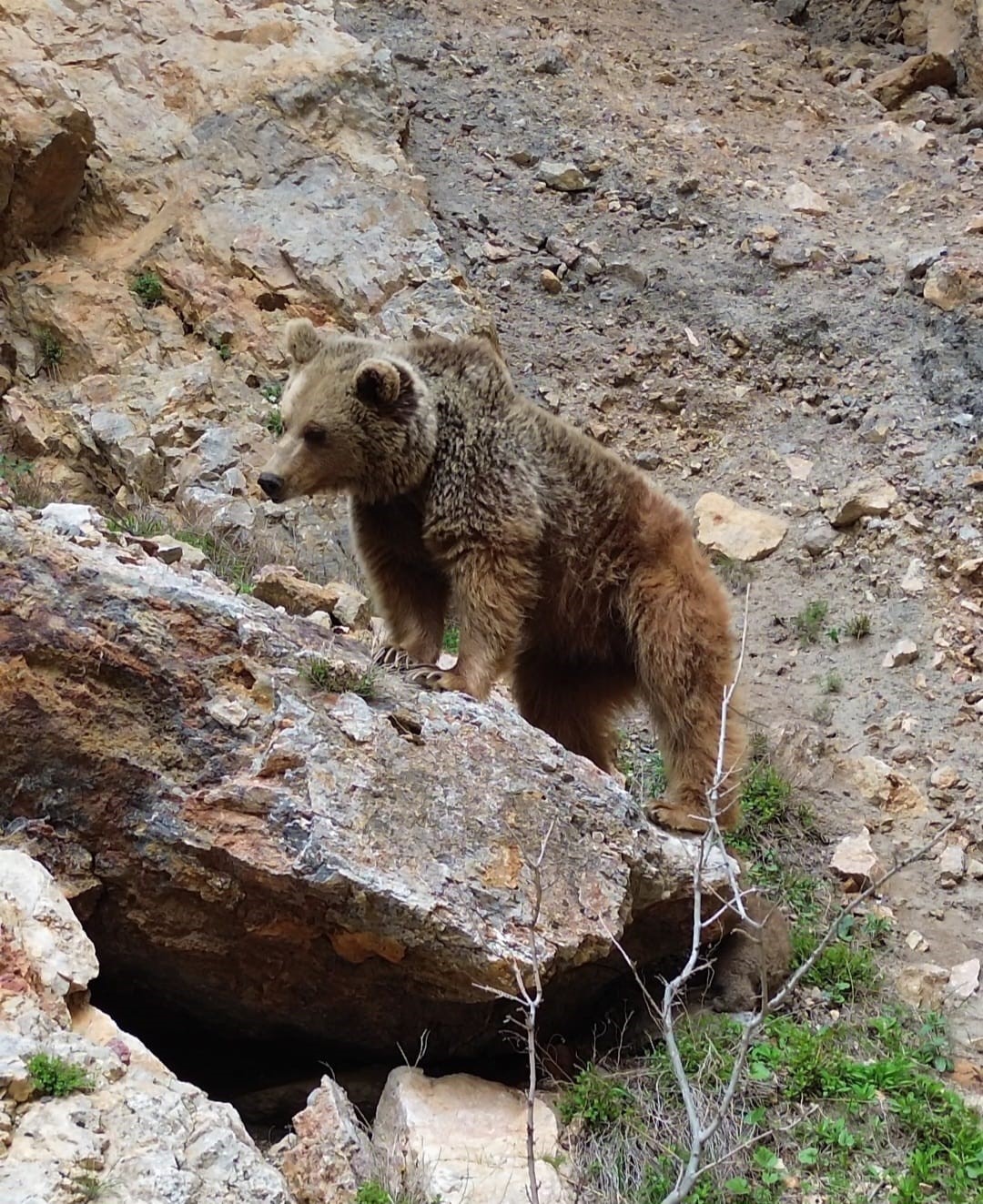Tunceli’de ayı ve yavrusu dron ile görüntülendi
