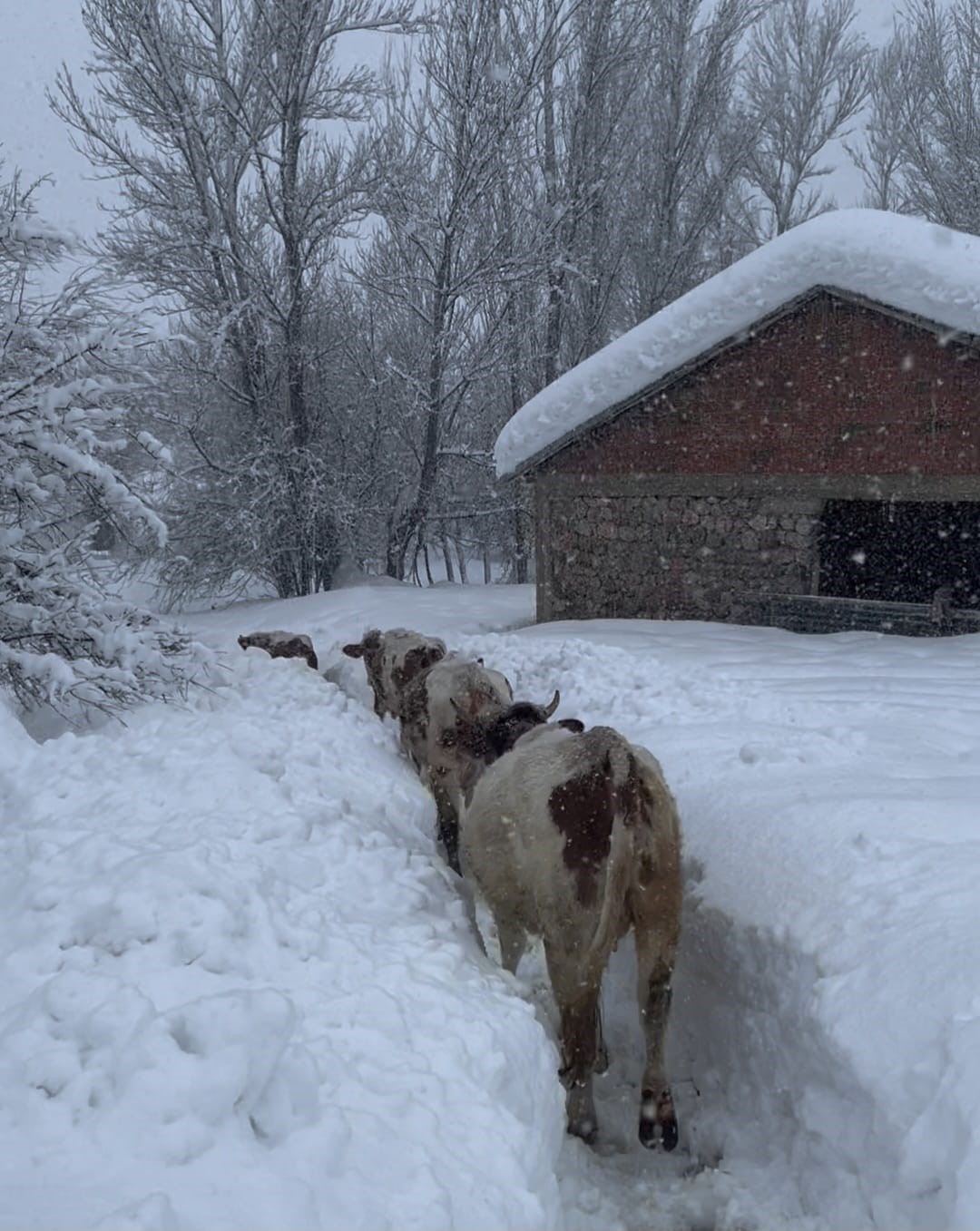 Tunceli’de kar kalınlığı 1,5 metreyi aştı: İnekler karda kayboldu
