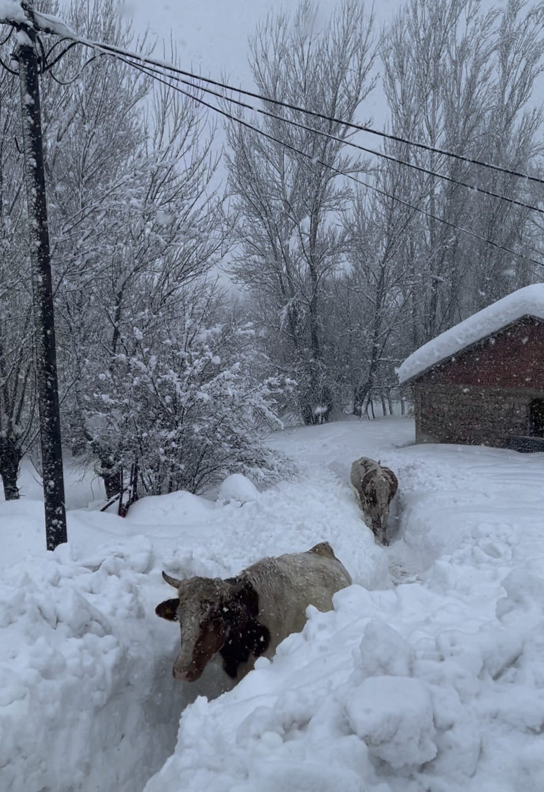 Tunceli’de kar kalınlığı 1,5 metreyi aştı: İnekler karda kayboldu
