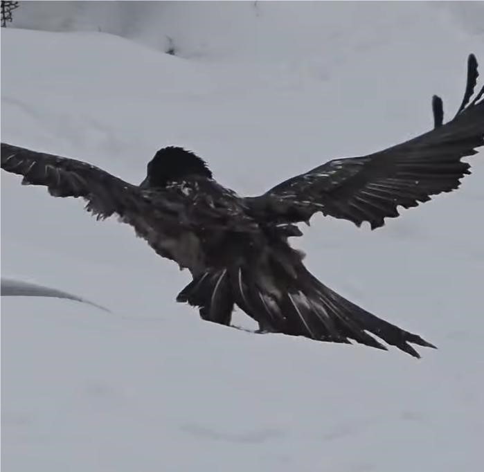 Tunceli’de karlı arazide kara akbaba görüntülendi

