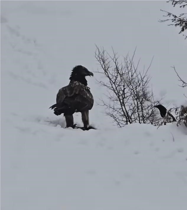 Tunceli’de karlı arazide kara akbaba görüntülendi
