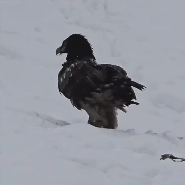 Tunceli’de karlı arazide kara akbaba görüntülendi
