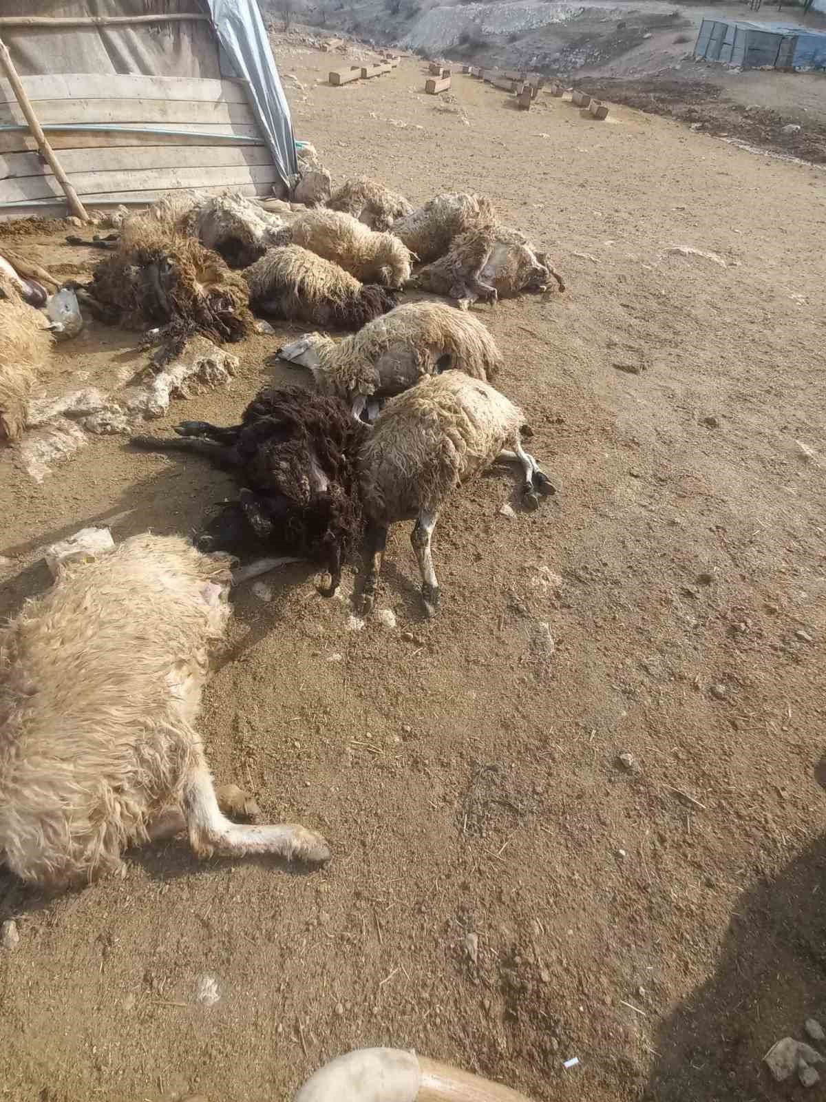 Tunceli’de kurt paniği: 64 koyun telef oldu, 11 koyun yaralı
