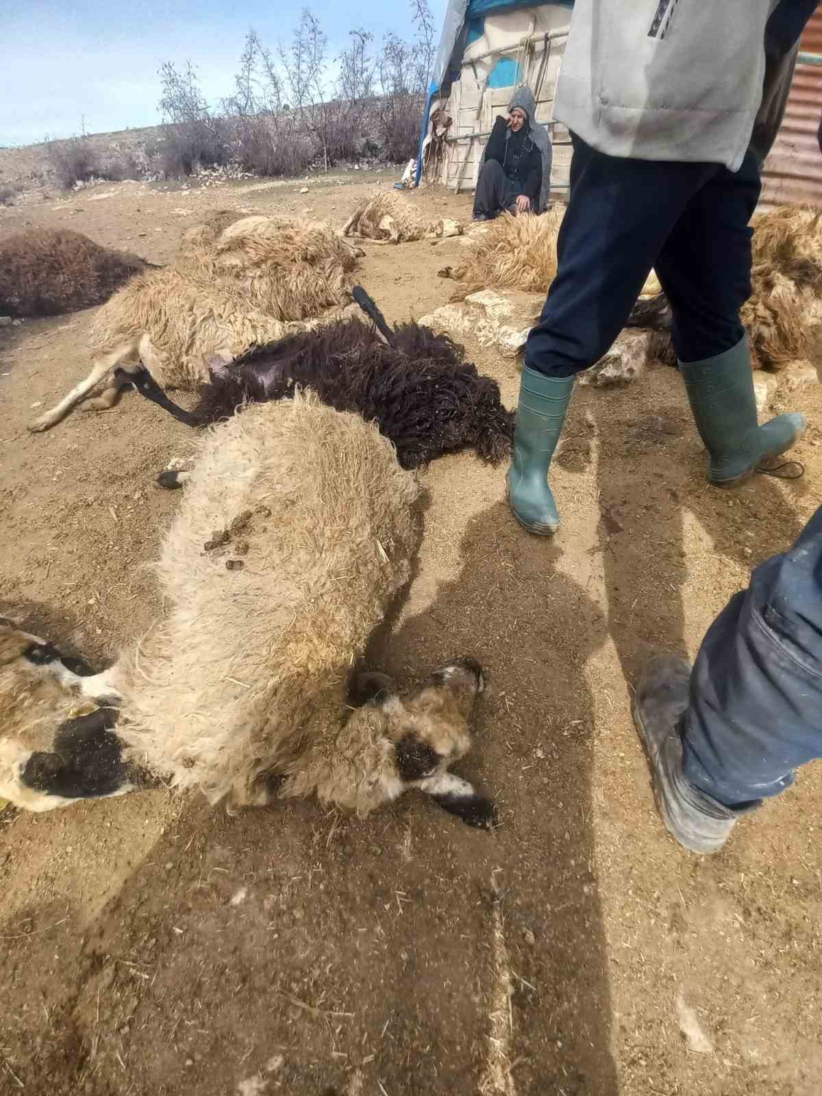 Tunceli’de kurt paniği: 64 koyun telef oldu, 11 koyun yaralı
