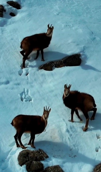 Tunceli’de şamua sürüsü görüntülendi
