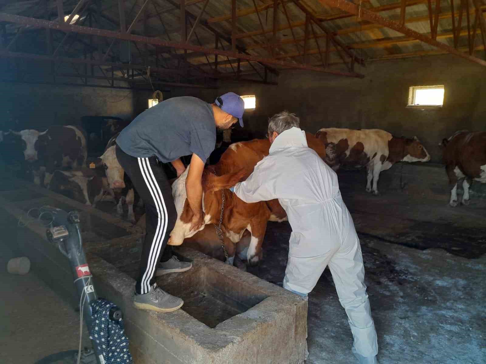 Tunceli’de şap aşılama kampanyası sürüyor
