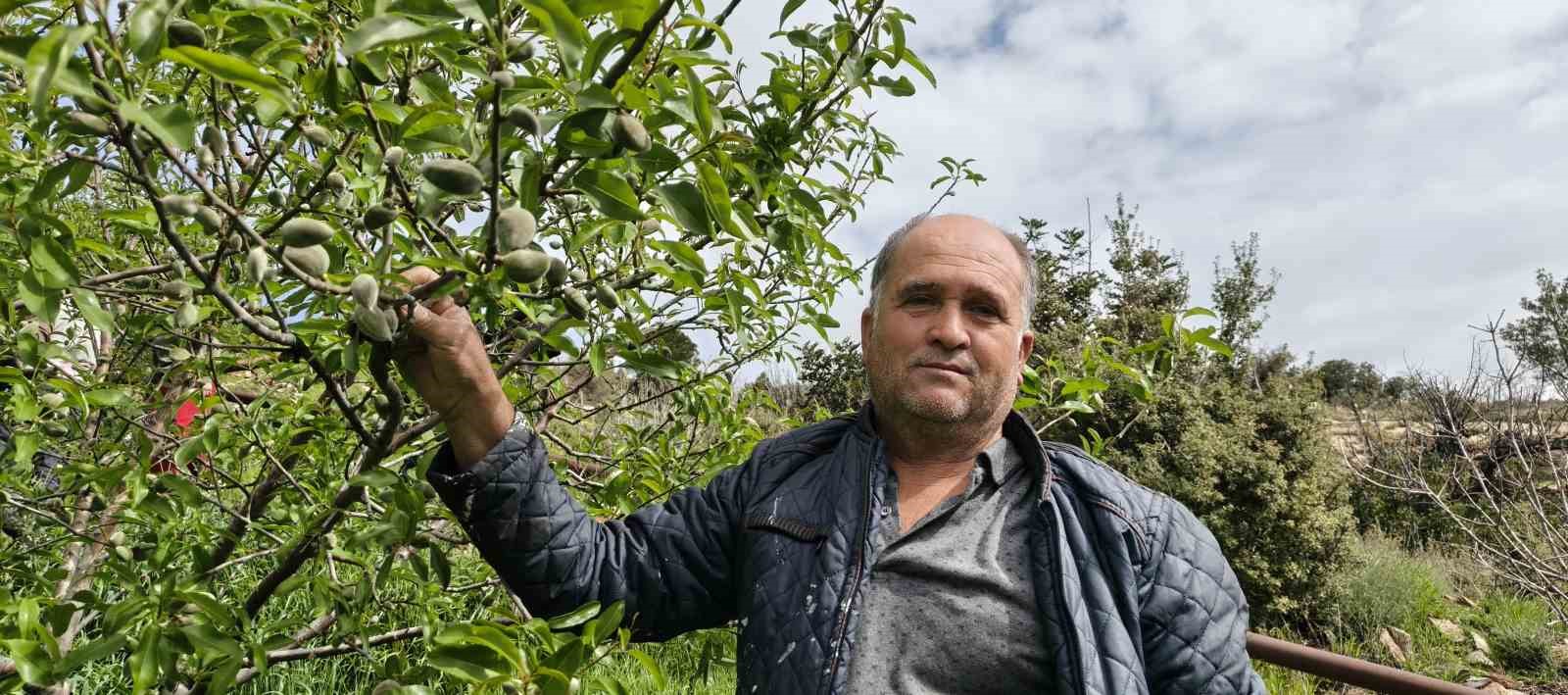 Turfanda çağla hasadı erken başladı
