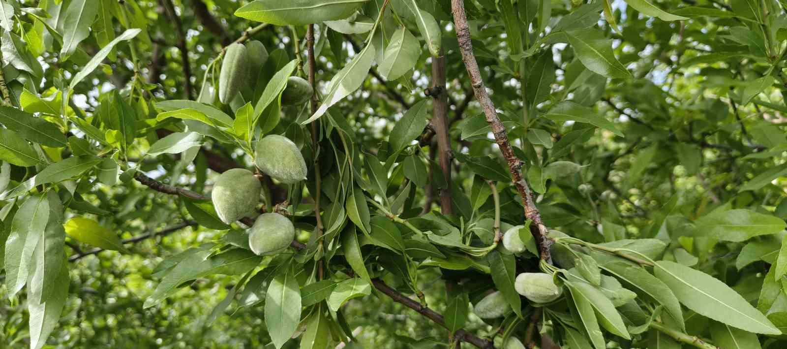 Turfanda çağla hasadı erken başladı

