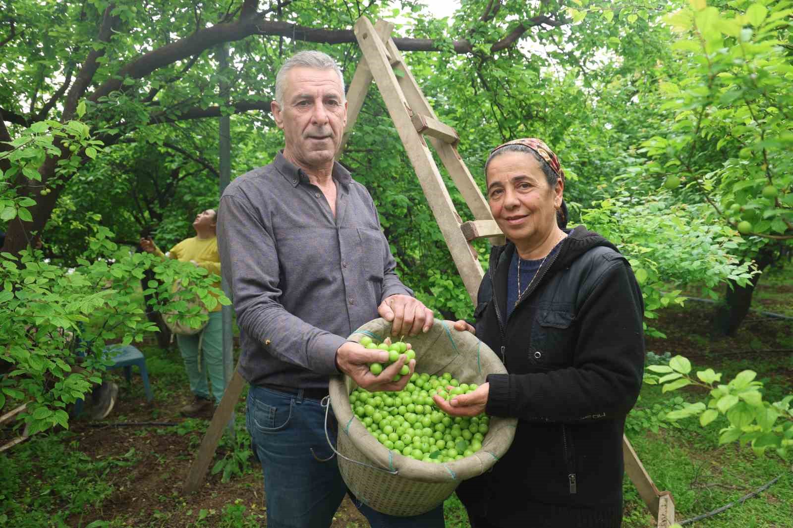 Turfanda can eriği Avrupa ülkelerine ihraç ediliyor
Turfanda can eriği Avrupa ülkelerine ihraç ediliyor